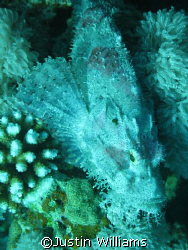 Devil scorpian fish, Dahab, Red Sea, Egypt by Justin Williams 